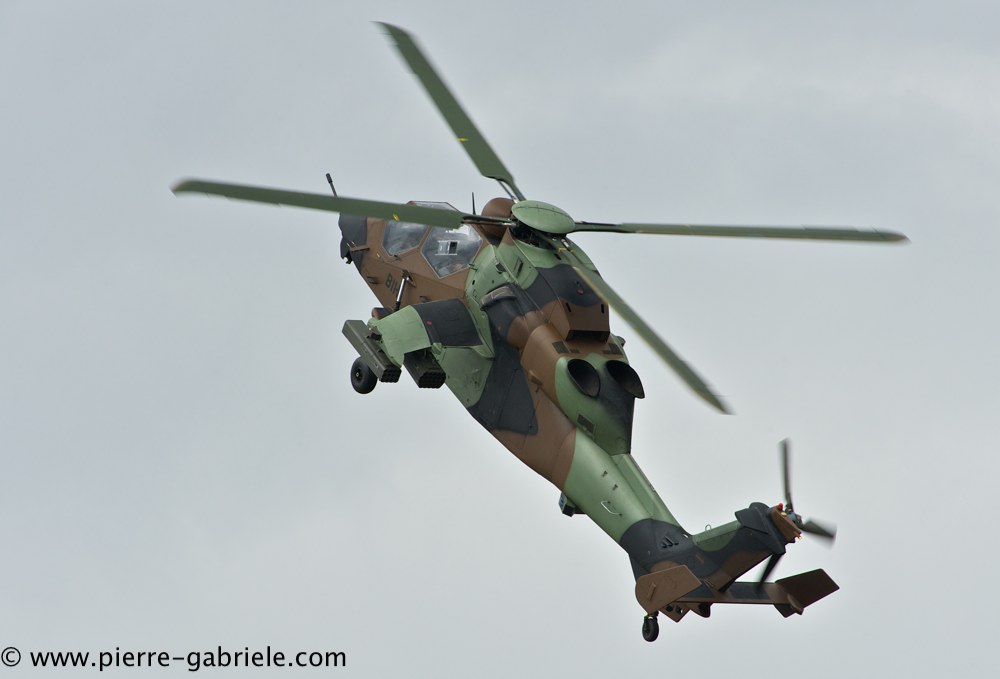 tigre_4438.jpg