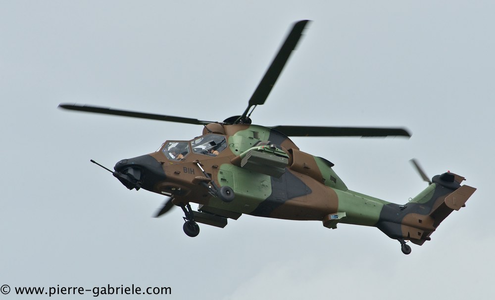tigre_4439.jpg