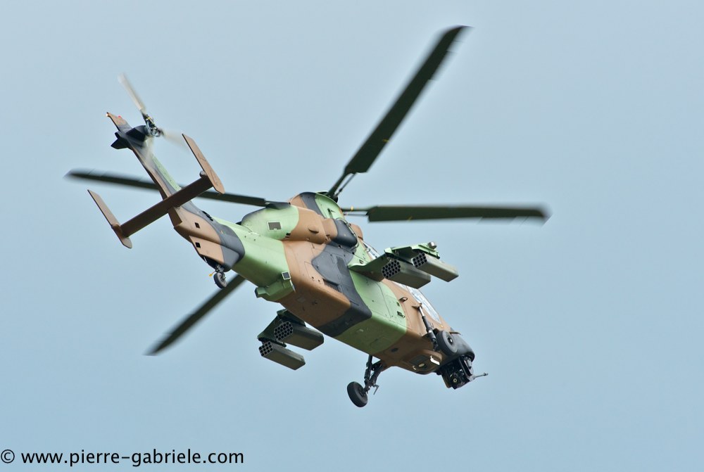 tigre_4440.jpg