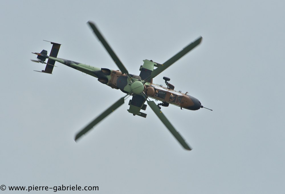 tigre_4443.jpg
