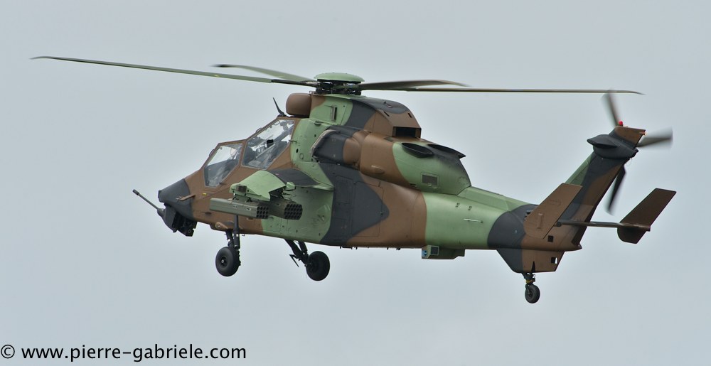 tigre_4446.jpg