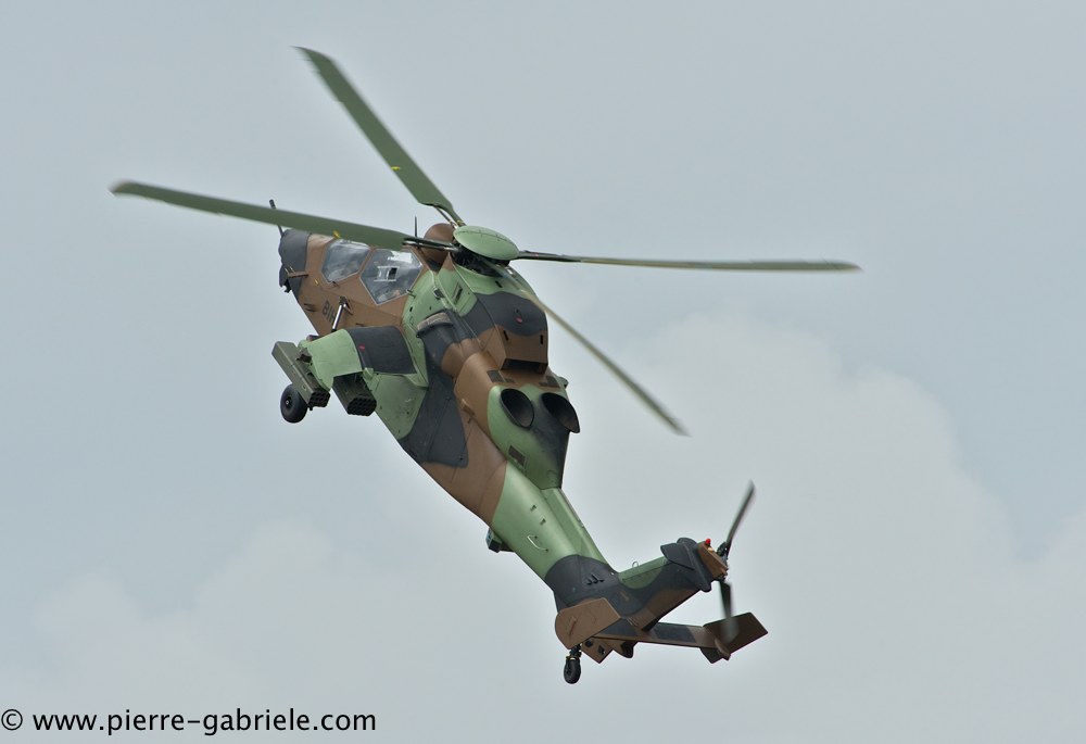 tigre_4447.jpg