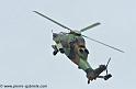 tigre_4164
