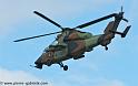 tigre_4168