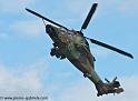 tigre_4175