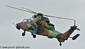 tigre_4437