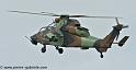 tigre_4446