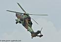tigre_4447