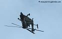 tigre_8152