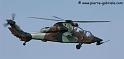 tigre_8165