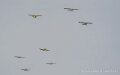coyotes-crazy-A7V_01124