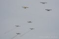 coyotes-crazy-A7V_01125