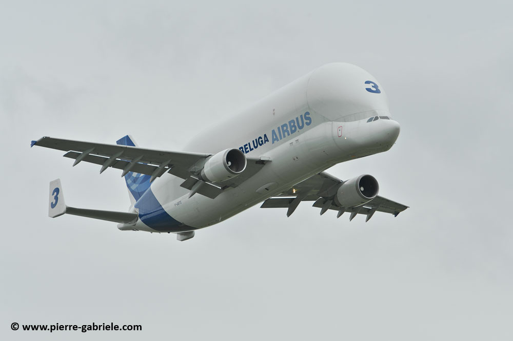 beluga_8447.jpg