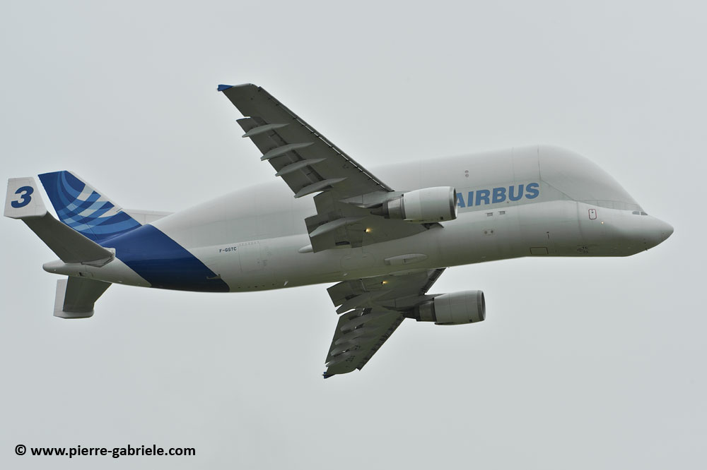 beluga_8449.jpg