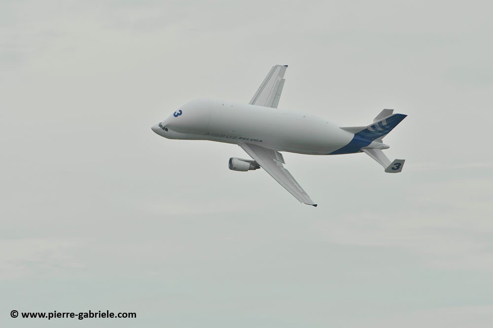 beluga_8457.jpg