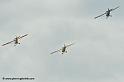 pipercub_8071