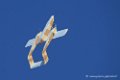 bronco_6699