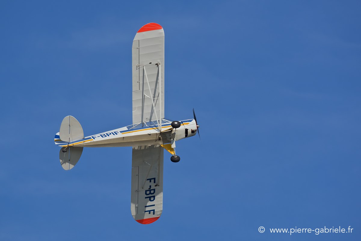 piper_3911.jpg