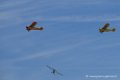 piper_6312