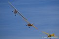 piper_6323
