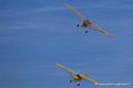 piper_6324