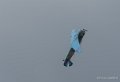 yak-g9_3034