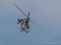 tigre-g93_0804