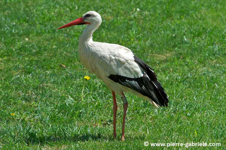 cigogne_7651.jpg