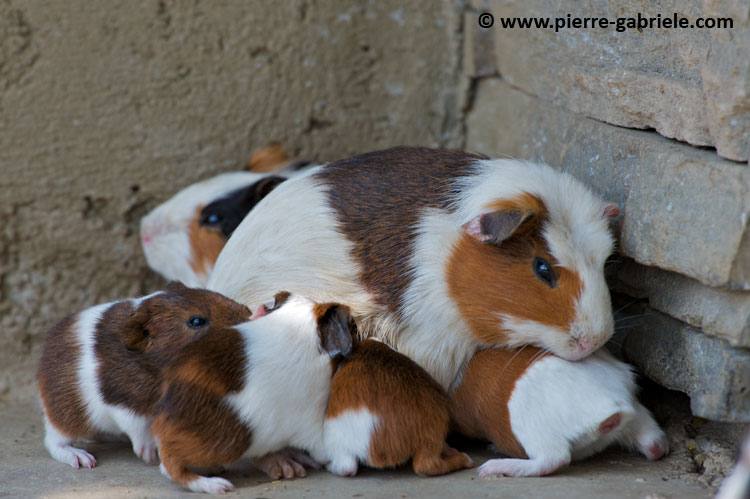 cochon-dinde_7729.jpg