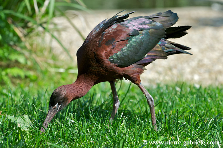 faune_7598.jpg