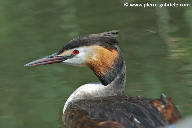 faune_7628.jpg