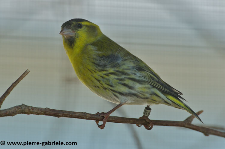 faune_7654.jpg