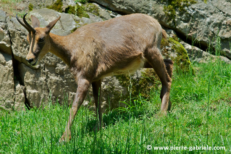 faune_7675.jpg