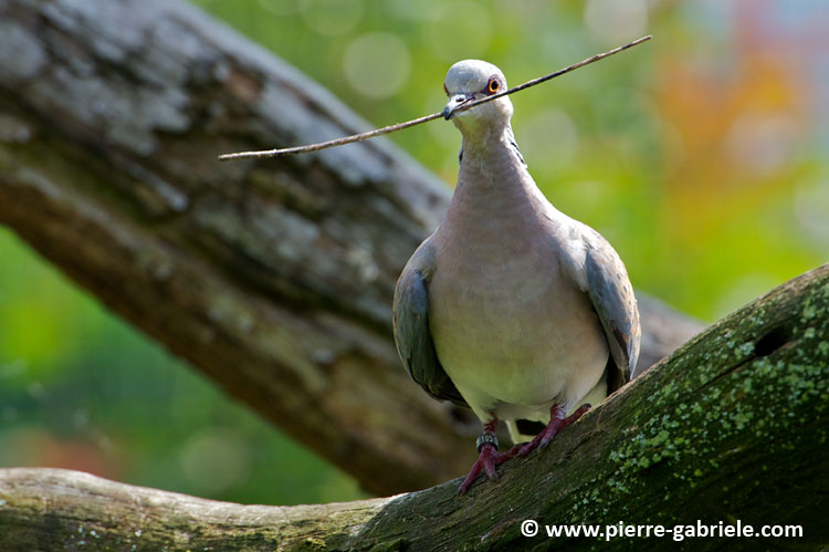 faune_9812.jpg