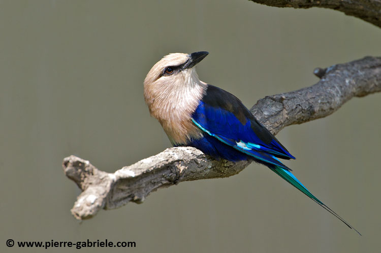 faune_9815.jpg