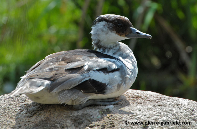 faune_9839.jpg