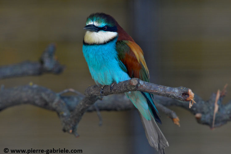 faune_9850.jpg