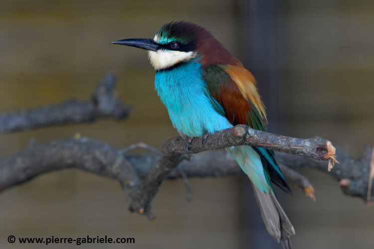 faune_9851.jpg