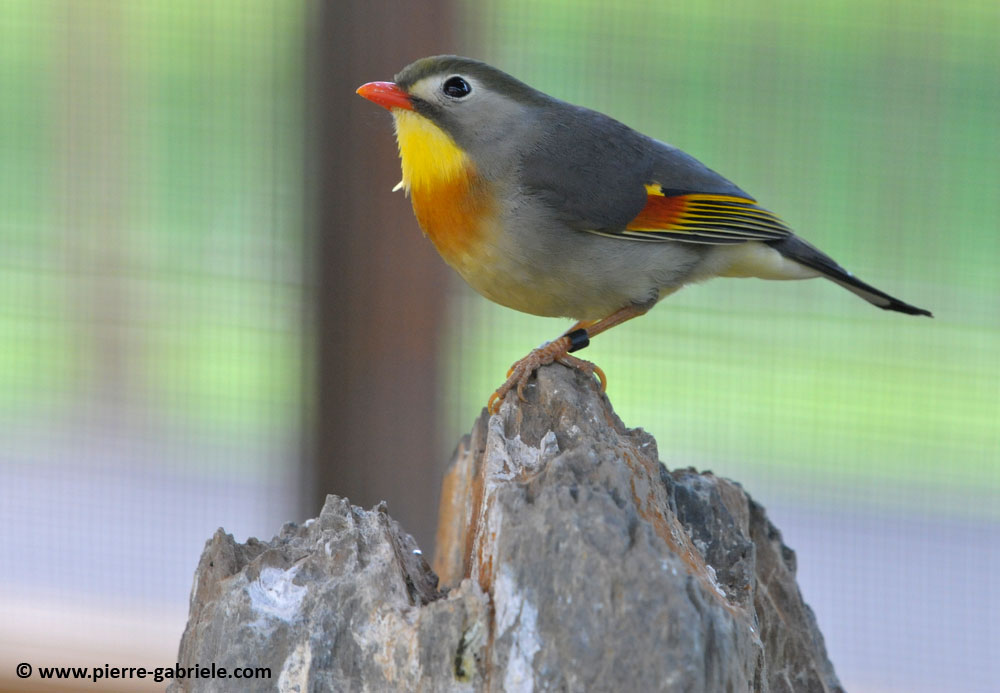 faune_9870.jpg