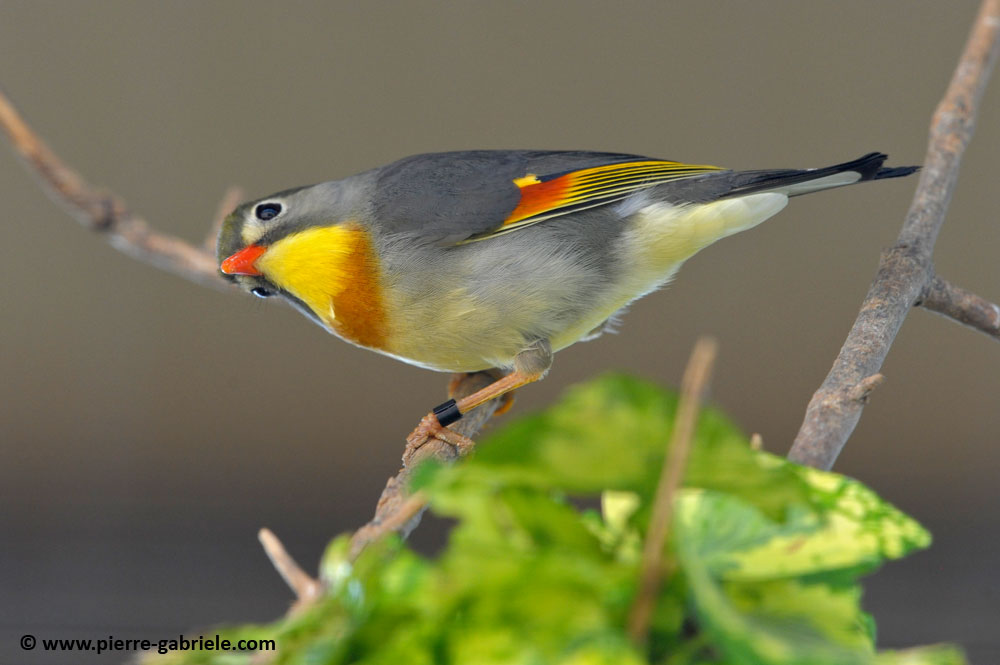 faune_9872.jpg