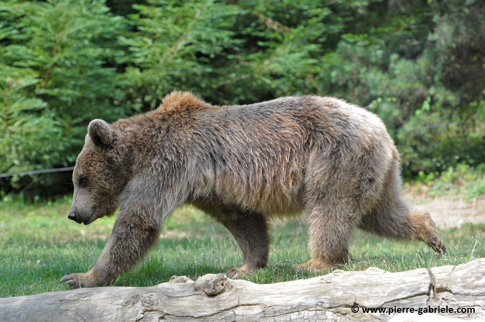 faune_9894.jpg