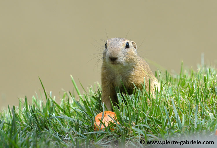 faune_9916.jpg