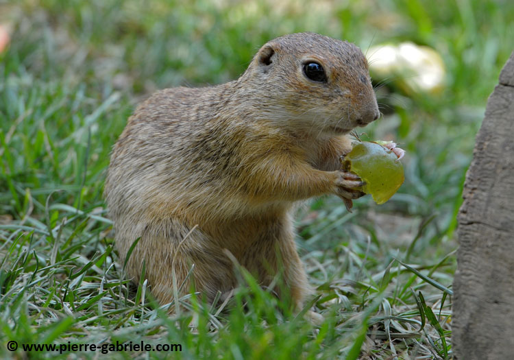 faune_9920.jpg