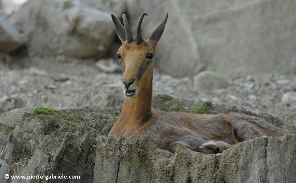 faune_9946.jpg