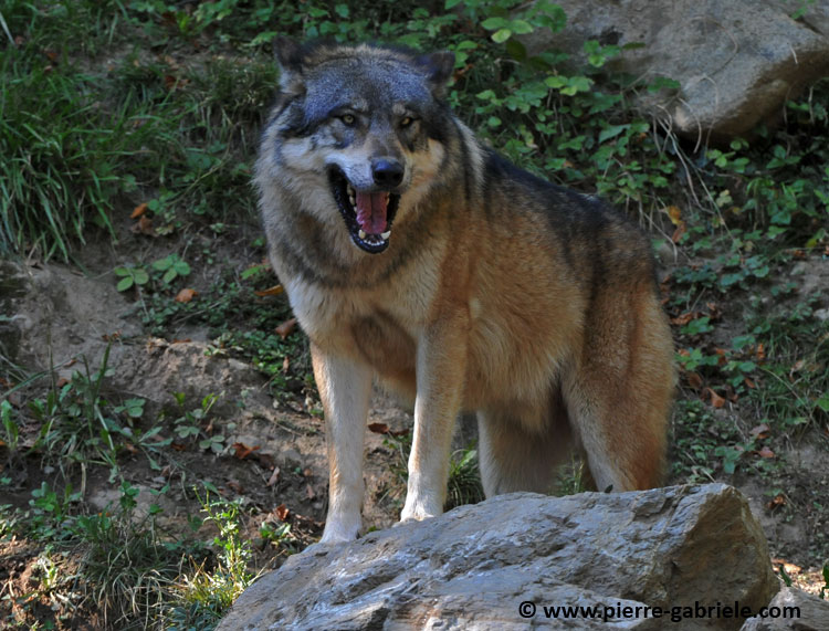 loup_4036.jpg
