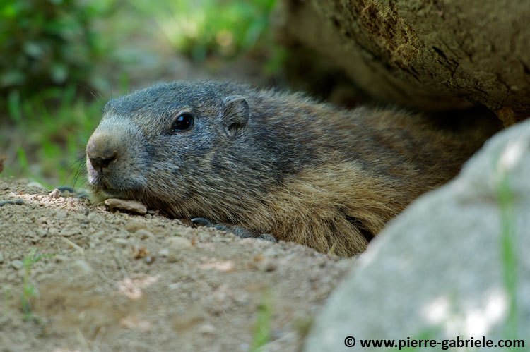 marmotte_7666.jpg