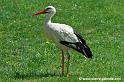 cigogne_7651