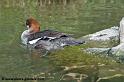 faune_7611
