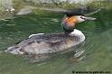 faune_7612