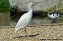 faune_7616